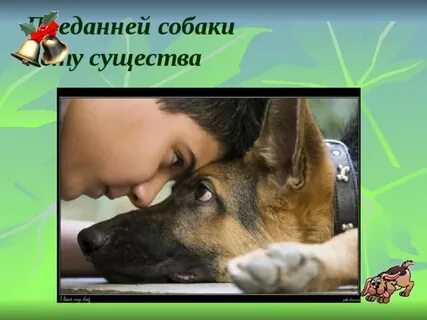 Преданней собаки нету