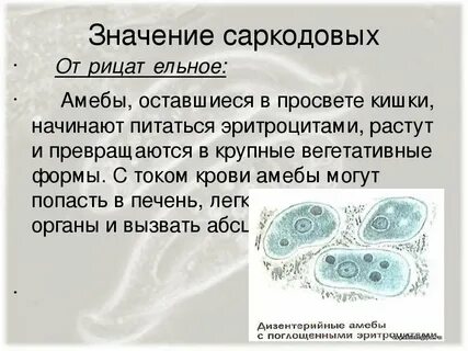 Дизентерийная амеба тип дыхания