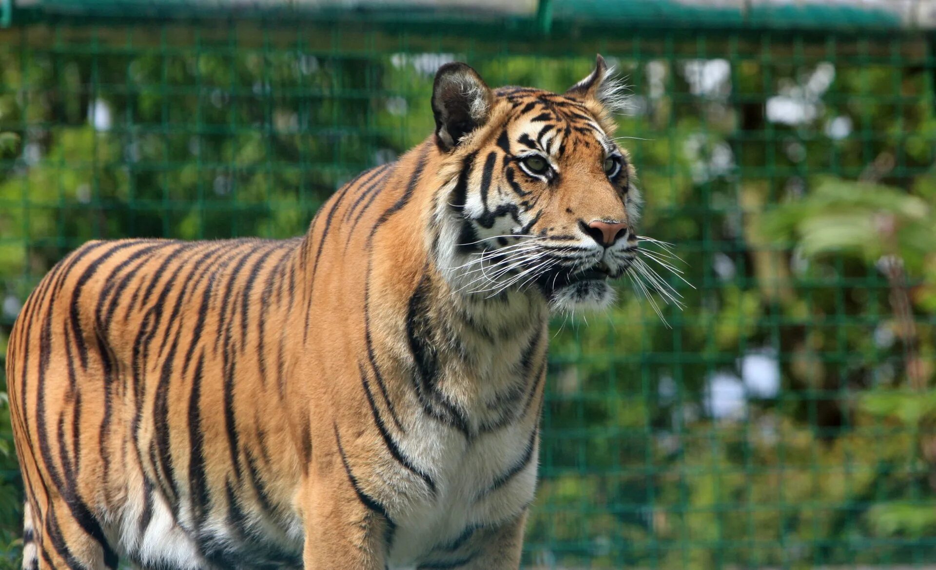 Амурский тигр. Амурский тигр самец. Суматранский тигр самец. Тигр без полос.