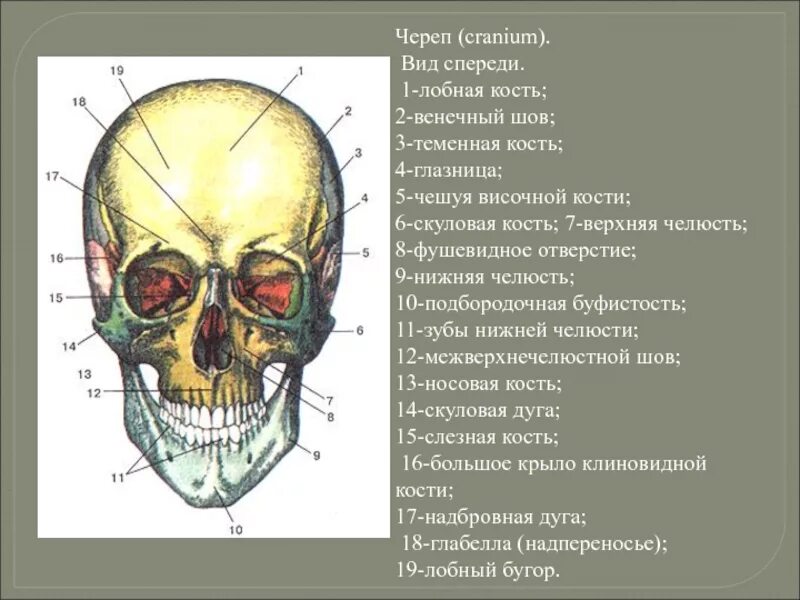Соединение между лобной и теменной костями. Кости черепа спереди сбоку и снизу. Строение костей черепа клиновидной височной затылочной решетчатой. Череп кость анатомия человека. Череп кости анатомия спереди.
