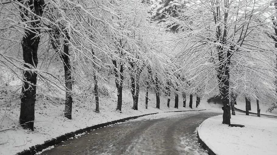 Зима деревья. Зимняя природа черно белая. Железная дорога зима. Snowly Trees. Branch track