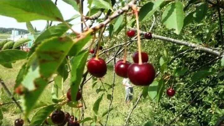 Как собрать черешню с верхних веток