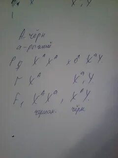 От черепаховой кошки родилось