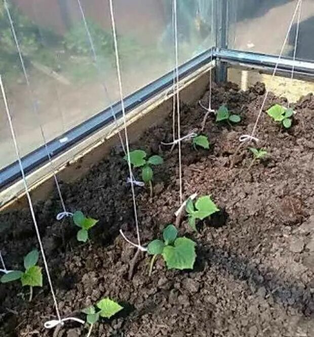 Посадка огурцов в теплицу. Посадка огурцов в теплице. Подвязать огурцы в теплице из поликарбоната. Огурцы в теплице из поликарбоната. Теплица огурец рассада.