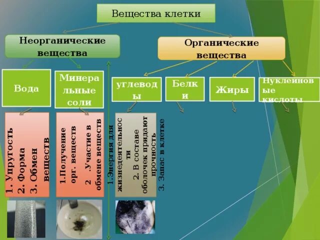 Перечислите вещества клетки. Минеральные вещества клетки. неорганические вещества клетки минеральные соли. неорганические вещества клетки вода и минеральные соли. нуклеиновые кислоты неорганические вещества.