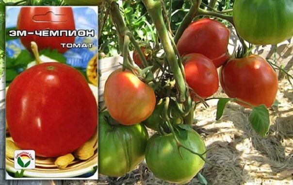 Сорт томата чемпион фото и описание. Сорт томата чемпион фото и описание. Томат розовый чемпион f1. Томат эм-чемпион описание. Томат красный чемпион f1.