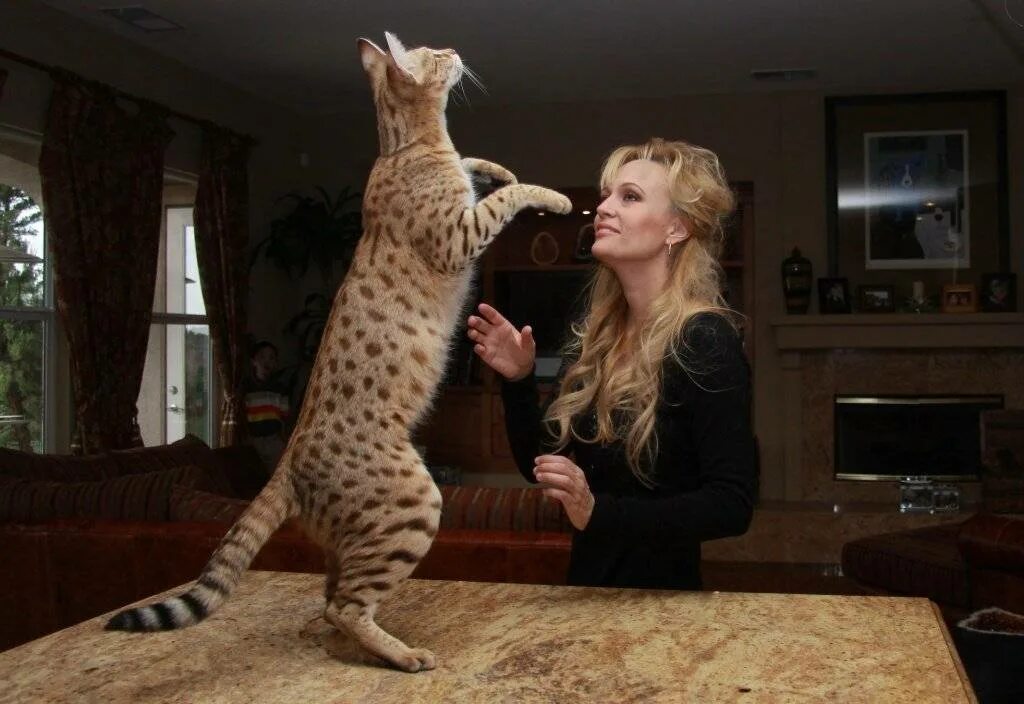 Породы больших кошек фото. Сервал Ашера. Мейн кун Ашера. Саванна Ашера. Саванна кошка.