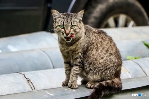 Коты нижний