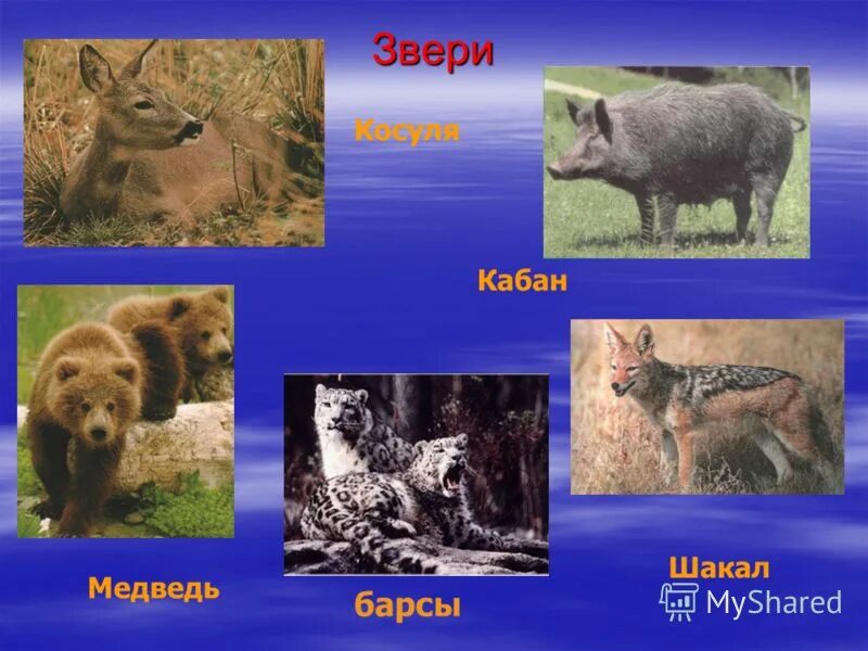 зона субтропиков в россии животные. животные субтропической зоны. животные обитающие в субтропиках. животные обитающие в субтропиках. животные субтропиков россии.