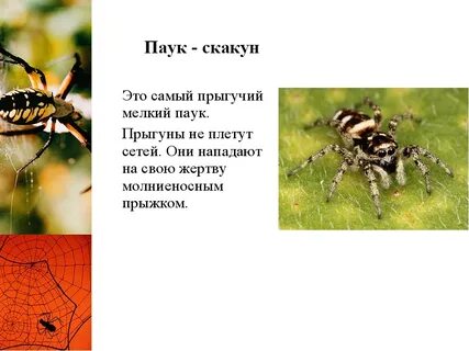 Паук текст