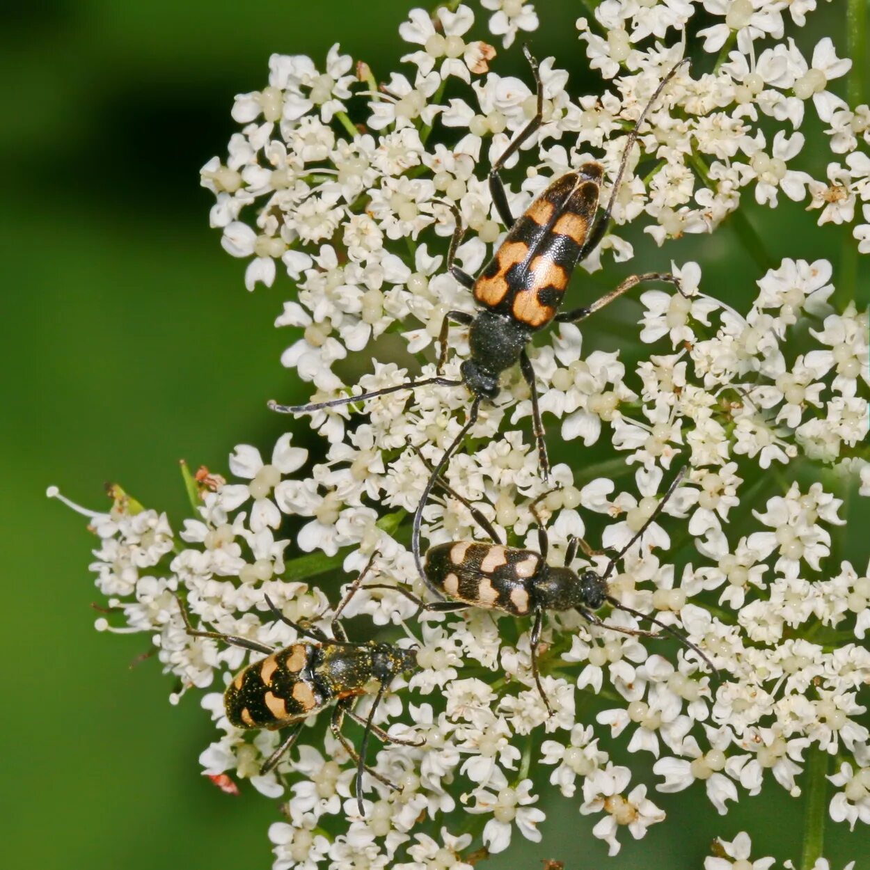 Триба это. Pachytodes erraticus (Dalman, 1817). Триба. Триба (биология). Подсемейство лептурина.