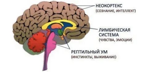 Лимбическая система и неокортекс мозга