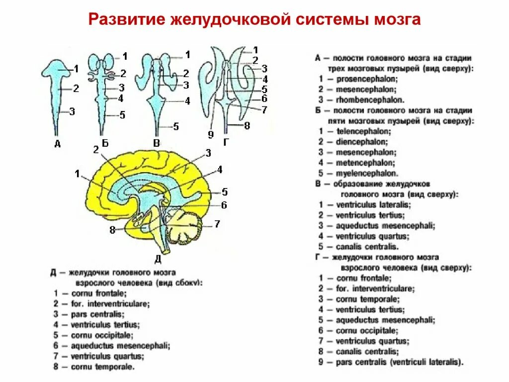 Желудочковая система головного мозга схема. 3 Желудочек головного мозга отдел. Схема строения желудочков мозга. Схема системы желудочков головного мозга.