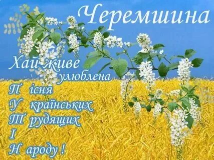 Черемшина украинская народная
