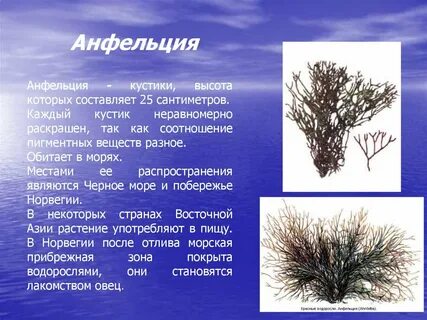 Каждый куст