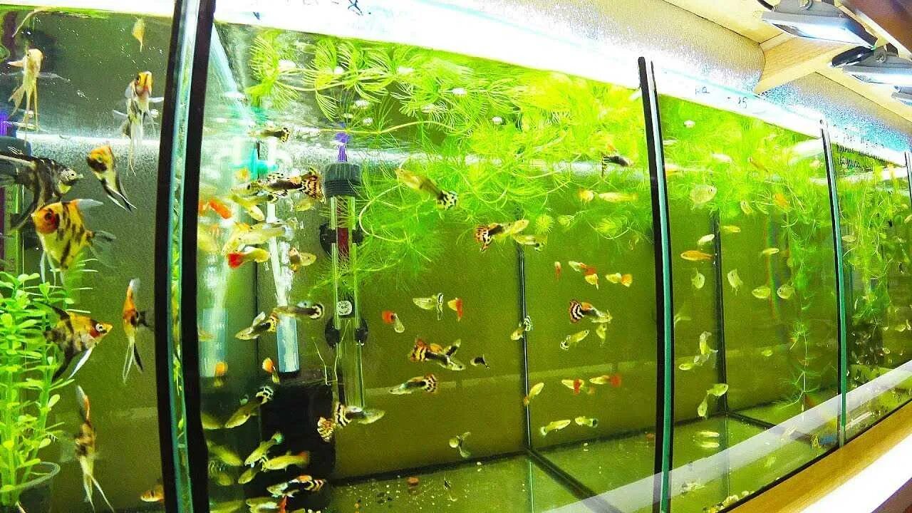 Промышленный аквариум. Отсадник-инкубатор для мальков. Гуппи скалярия меченосец. Аквапоника и гидропоника. Разведение аквариума.