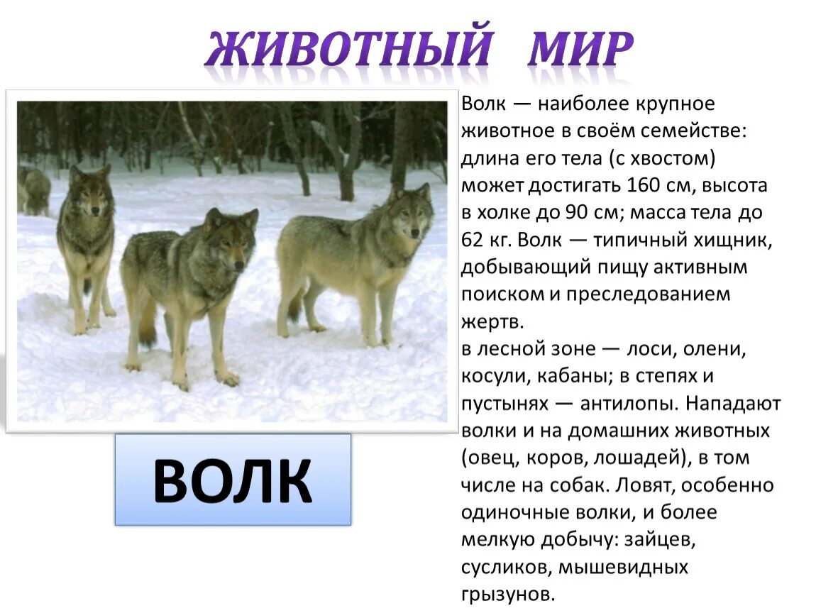 Волк высота в холке и вес. Волк Размеры. Средний рост волка. Волк рост в холке вес. Волк в какой природной зоне