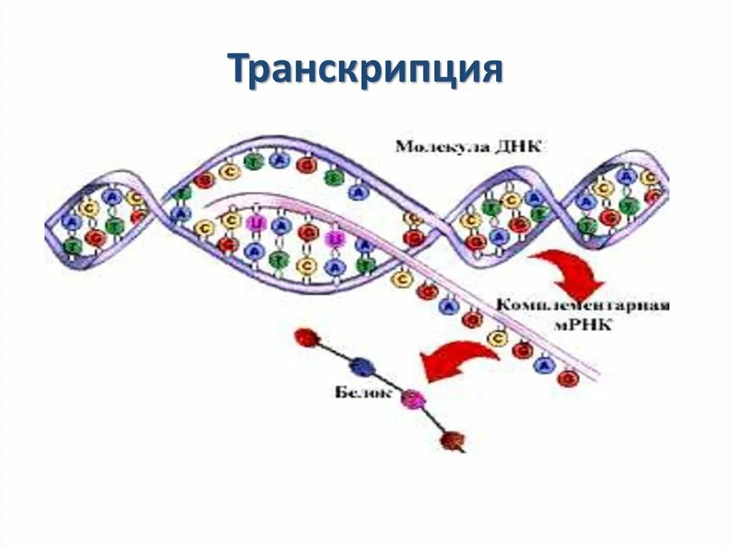 Концы транскрибируемая днк. Транскрипция Биосинтез белка схема. Схема транскрипции синтеза белка. Транскрипция РНК схема. Транскрипция биология схема.