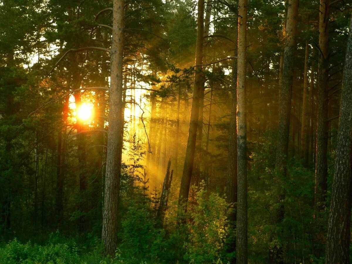 Спокойно ранним утром в глухом. Рассвет в лесу. Солнечное утро в тайге. "Солнце в лесу". Утро в лесу.