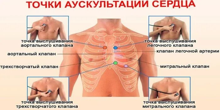 Алгоритм аускультации. Алгоритм аускультации