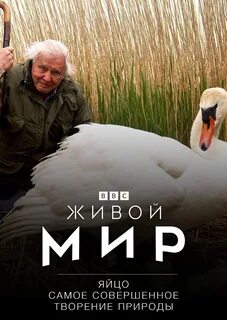Bbc живая природа лучшее