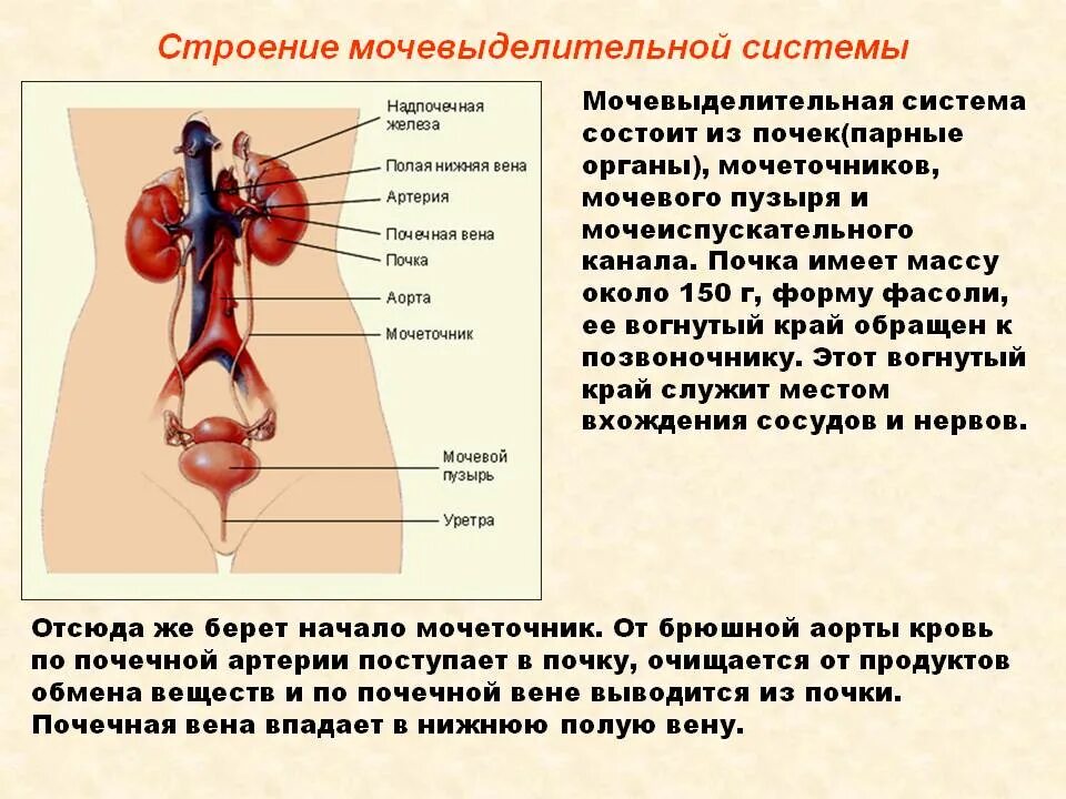 Орган определение анатомия. Мочевыделительная система человека строение и функции. органы мочевыделительной системы функции органов. функции мочевой системы человека. функции мочеточников в мочевыделительной системе.