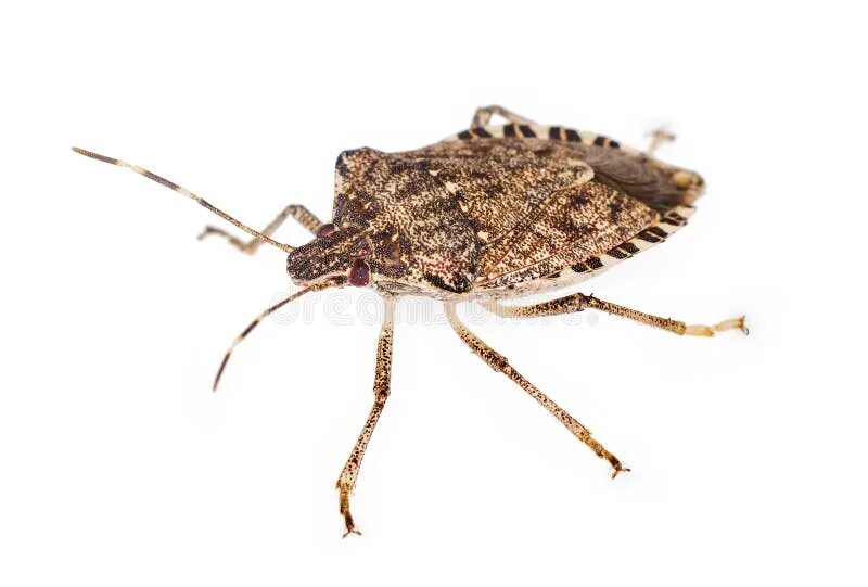 Bug up