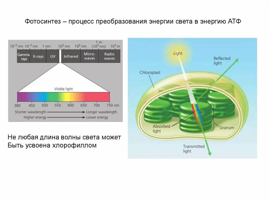 Нужен ли свет при фотосинтезе. Фотосинтез. Преобразование энергии света в энергию химических связей. Схема процесса фотосинтеза. Хлорофилл поглощает свет.