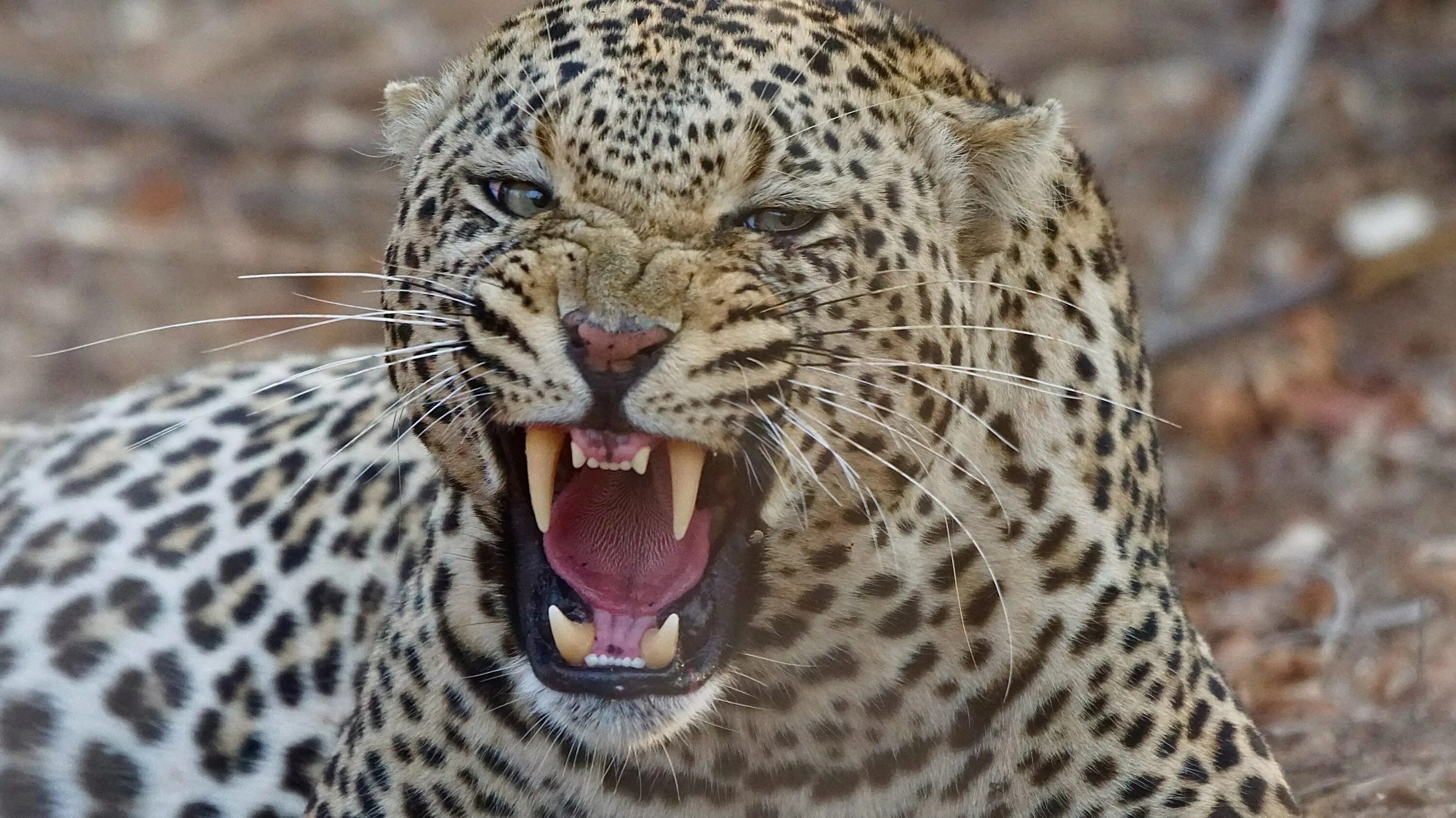 Ягуар и леопард. Ягуар и леопард. Хищный леопард. Грозный леопард. Ягуар и леопард.