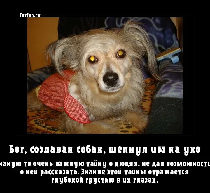 Бог всех собак. Бог создал собаку. бог создавая собак шепнул. демотиваторы про собак со смыслом. собаки созданы для того чтобы.