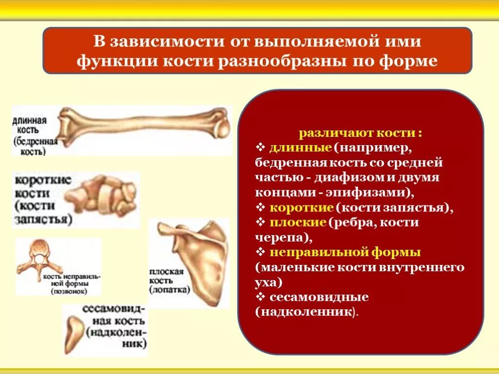 Запасающая функция кости. Функции кости. Основные функции костей. Функции костей человека. Функция неправильные костей.