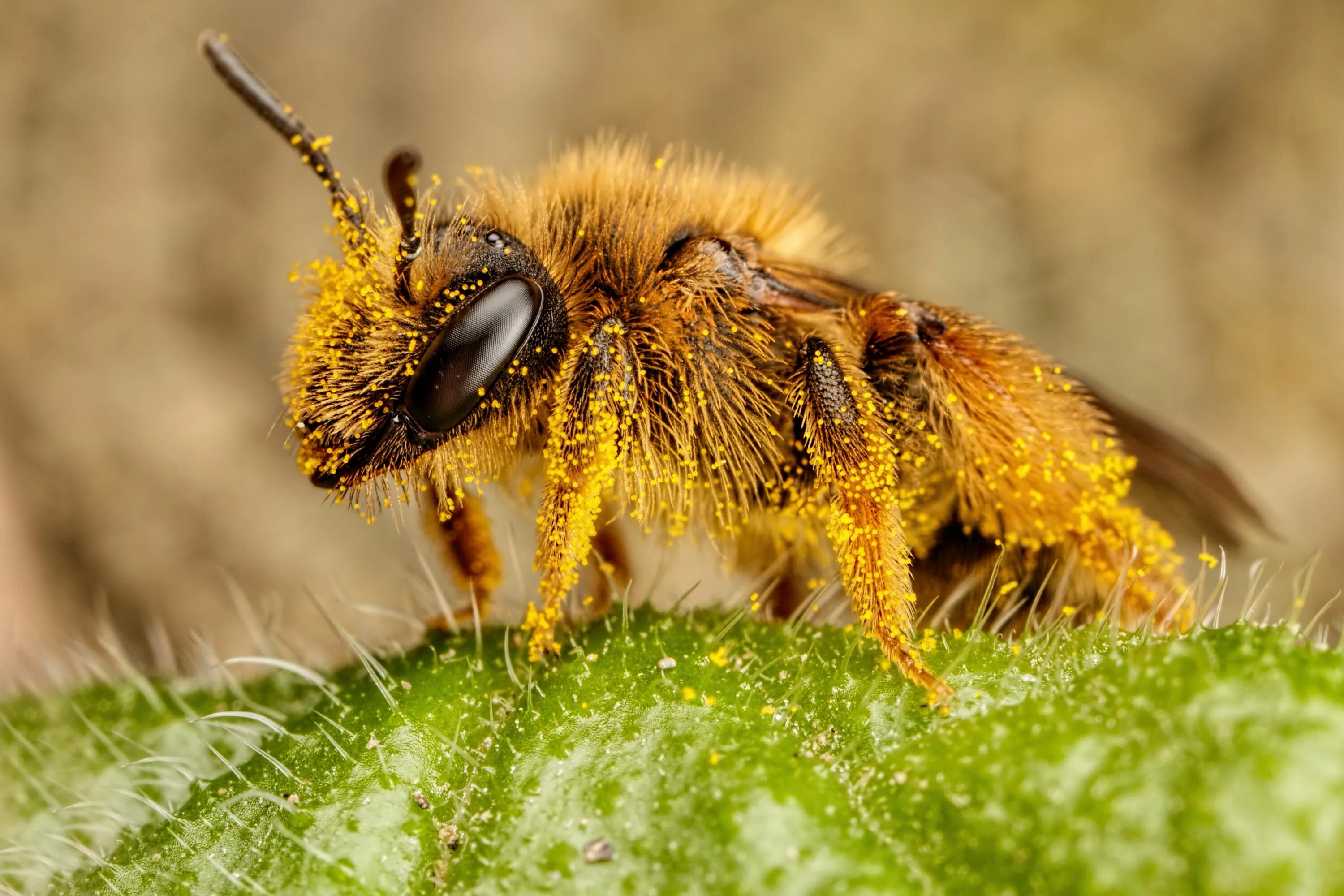Пчелиная пыльца (Bee pollen). Пчела с пыльцой. Пчела Макросъемка. Лапка пчелы.