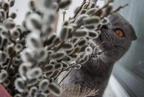 Вербное воскресенье смешные картинки