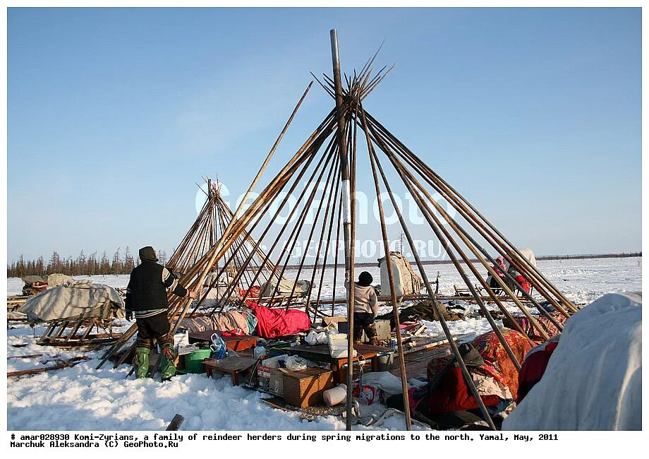 палка для оленей упряжки. каюр нарты. чум салехард. метание тынзяна на хорей. нарты спортивные полярис.