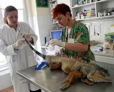 Клизма собаке