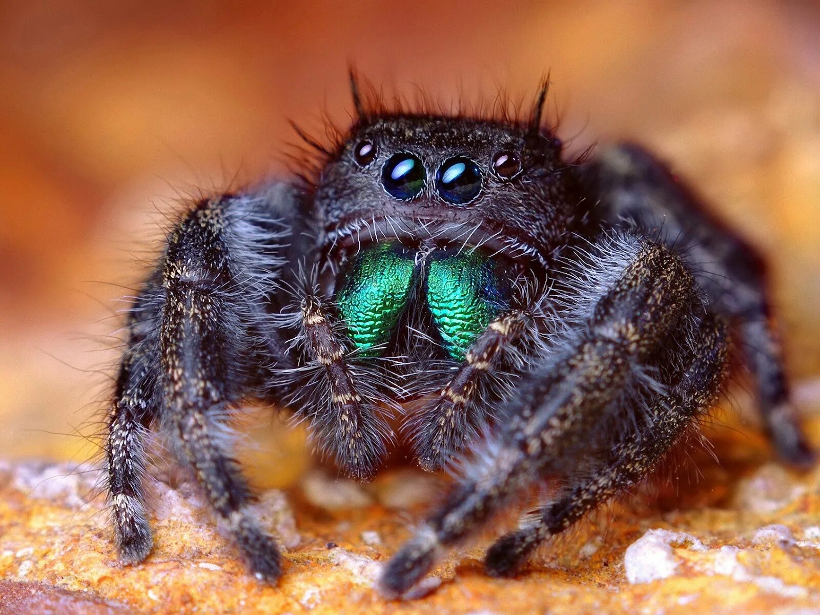 Паук Тарантул. Тарантул птицеед. Паук Тарантул глаза. Phidippus Audax.