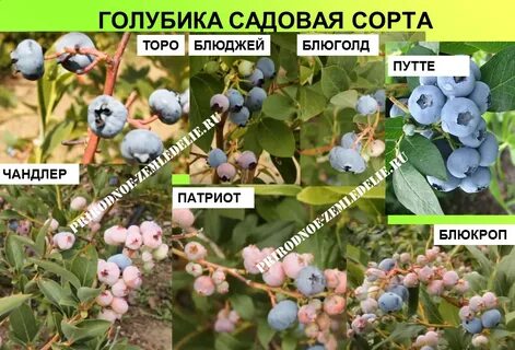 Голубика описание лучших сортов