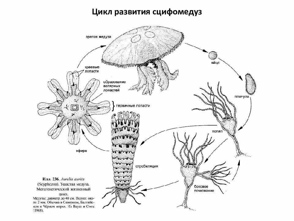 Цикл развития сцифоидной медузы. Жизненный цикл сцифоидных медуз схема.