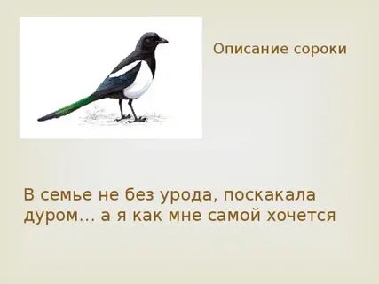 Синквейн про рассказ выскочка