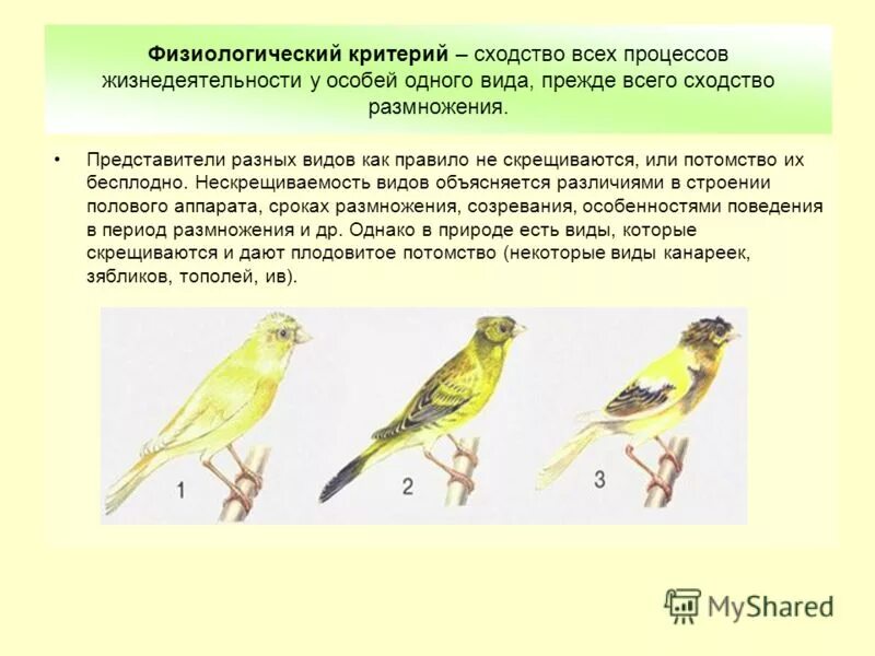 Презентация особенности строения и процессов жизнедеятельности птиц. Физиологический критерий примеры животных. Физиологические признаки биология.