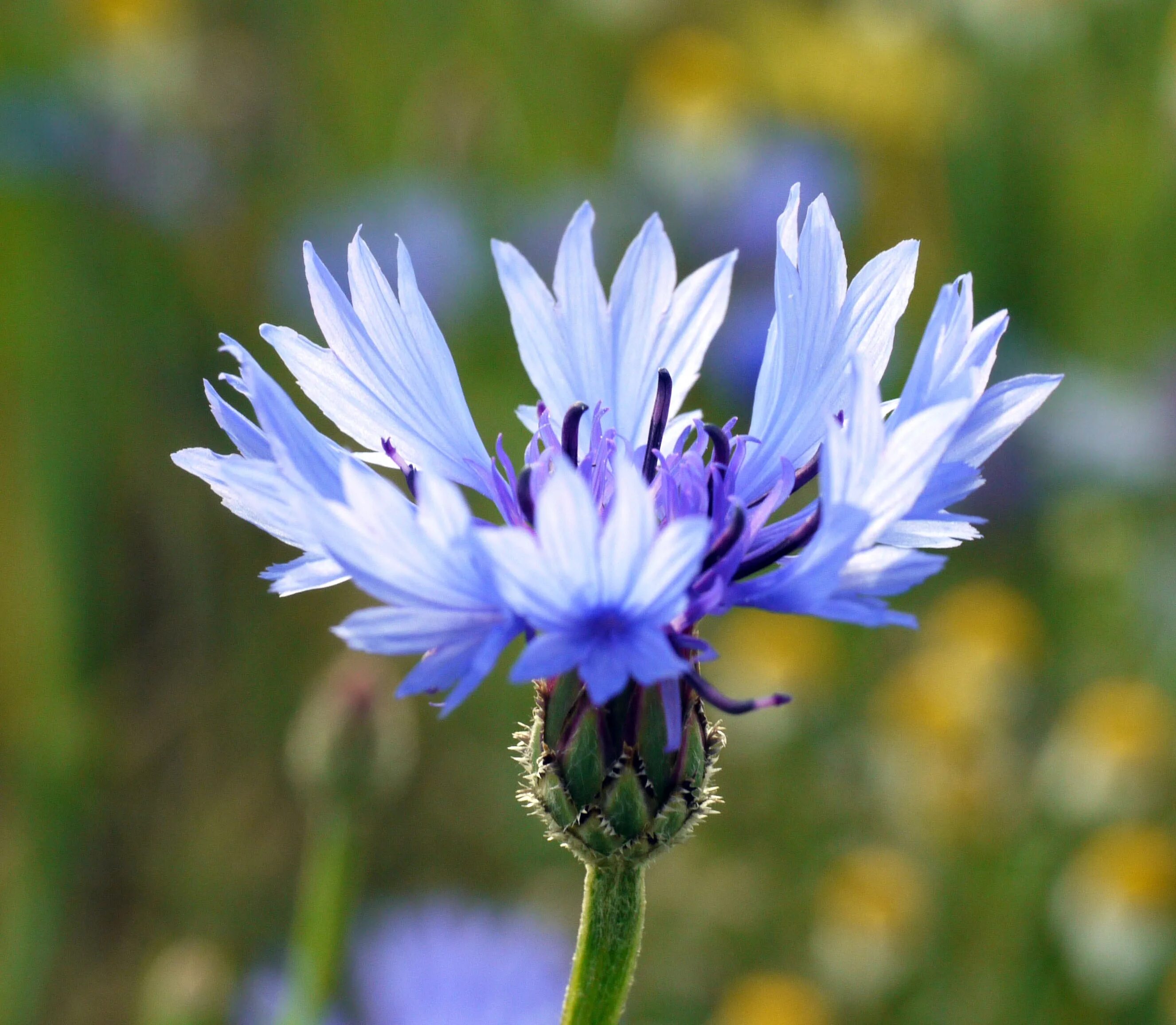 Василька 9. Василек синий (Centaurea cyanus). Василек Рейнский. Василек иберийский. Василек синий "Блауэр Юнге".