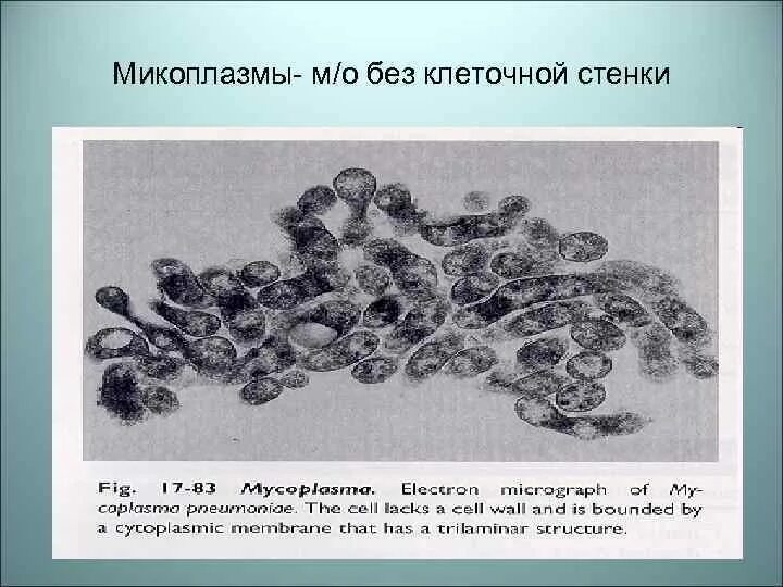 Микоплазма имеет клеточную стенку. Микоплазмы микробиология морфология. mycoplasma pneumoniae строение. микоплазмы строение микробиология. микоплазма пневмония микроскопия.