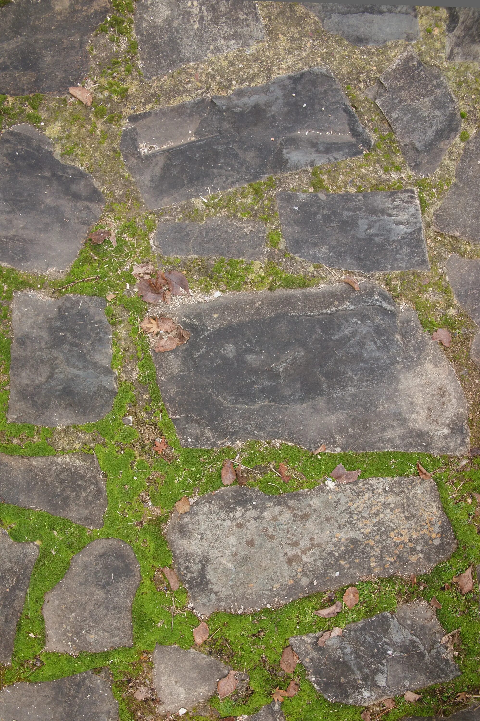 Path texture. Stone path texture. мох фон.