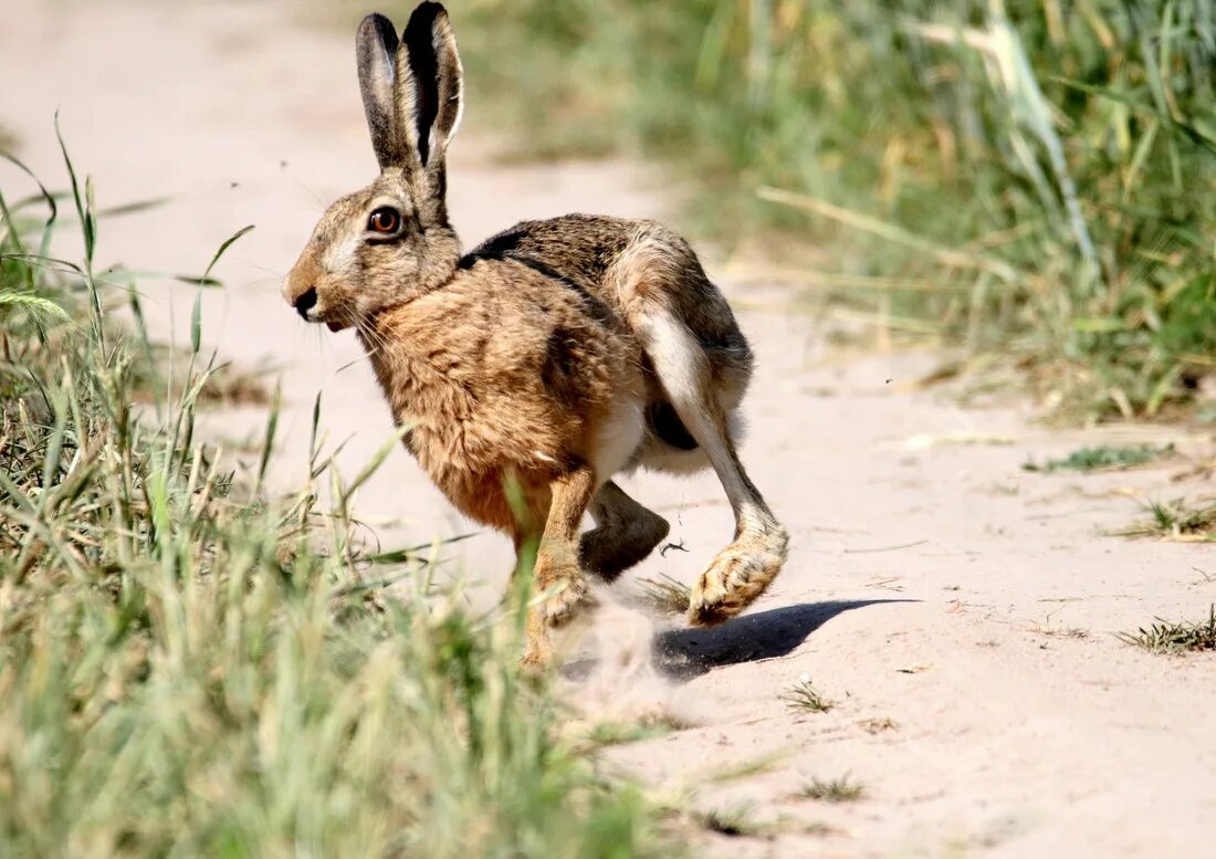 Заяц-Русак. Заяц Русак заяц Русак. Хвост зайца русака. Lepus europaeus (Pallas, 1778) - заяц-Русак. Тело зайца русака