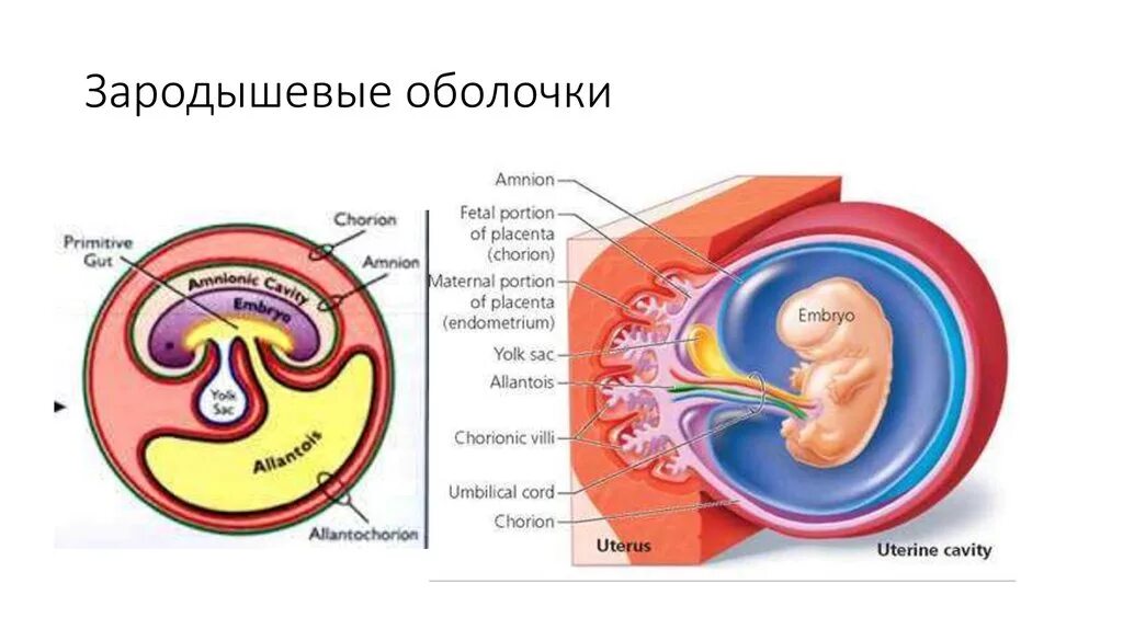 Амниотическое яйцо пресмыкающихся. Строение эмбриона зародышевые оболочки. Амнион хорион аллантоис. Зародышевые оболочки хорион. Зародышевые оболочки амнион и хорион.