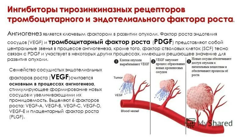 VEGF фактор роста эндотелия сосудов. Ангиогенез факторы роста. Механизм действия фактора роста эндотелия сосудов. Ангиогенные факторы эндотелия. Фактор роста результаты