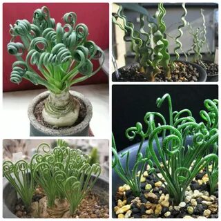 Plant 2017