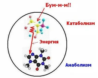 Метаболизм түрлері