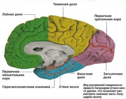 Зрительные доли мозга
