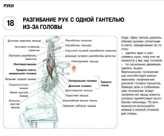 Как накачать длинную. Упражнения для трицепса плеча и разгибателей предплечья. Упражнения на трицепс с гантелями. Жим гантели из за головы стоя двумя руками. Разгибатели спины упражнения с гантелями.